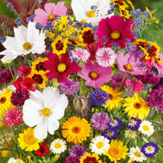 💝Mixed Perennial Flowers Seeds30- 60kinds mixed