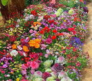 💝Mixed Perennial Flowers Seeds30- 60kinds mixed