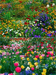 💝Mixed Perennial Flowers Seeds30- 60kinds mixed